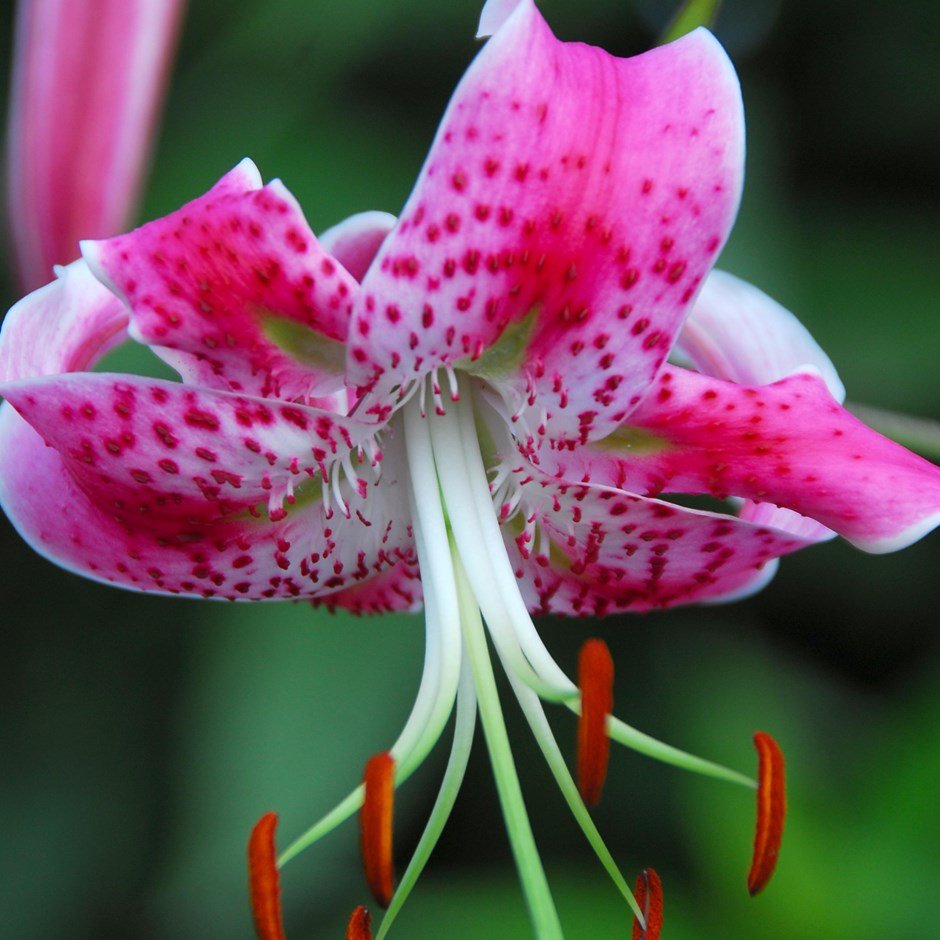 Лилия speciosum rubrum