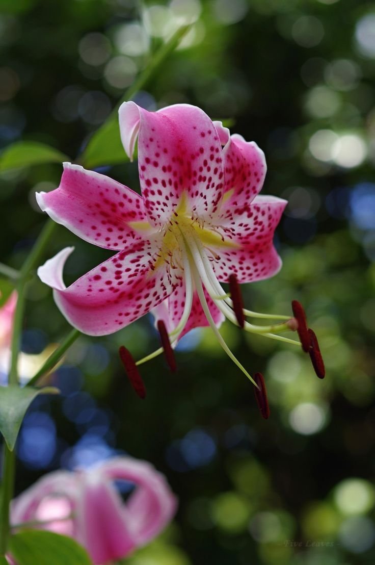 Лилия speciosum var rubrum Uchida