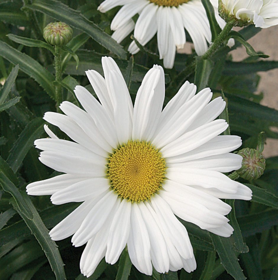 Leucanthemum Daisy May