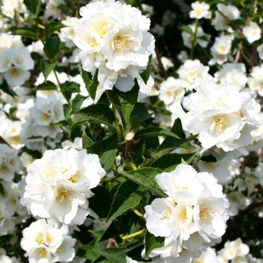 Чубушник Philadelphus 'Mont Blanc'