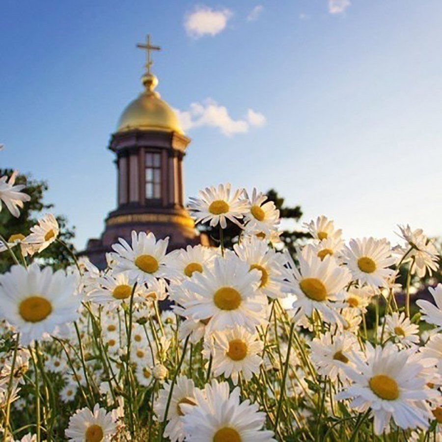 Ромашки и храм