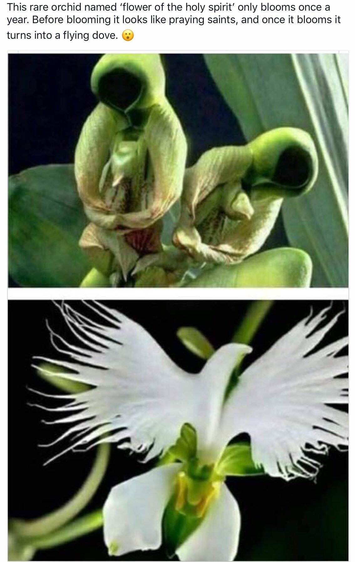 Цветок расцветает раз в год. Перистерия Орхидея. Орхидея «большая белая цапля» (Habenaria Radiata). Перистерия Крылатая Орхидея. Орхидея "Святой дух" (peristeria elata).