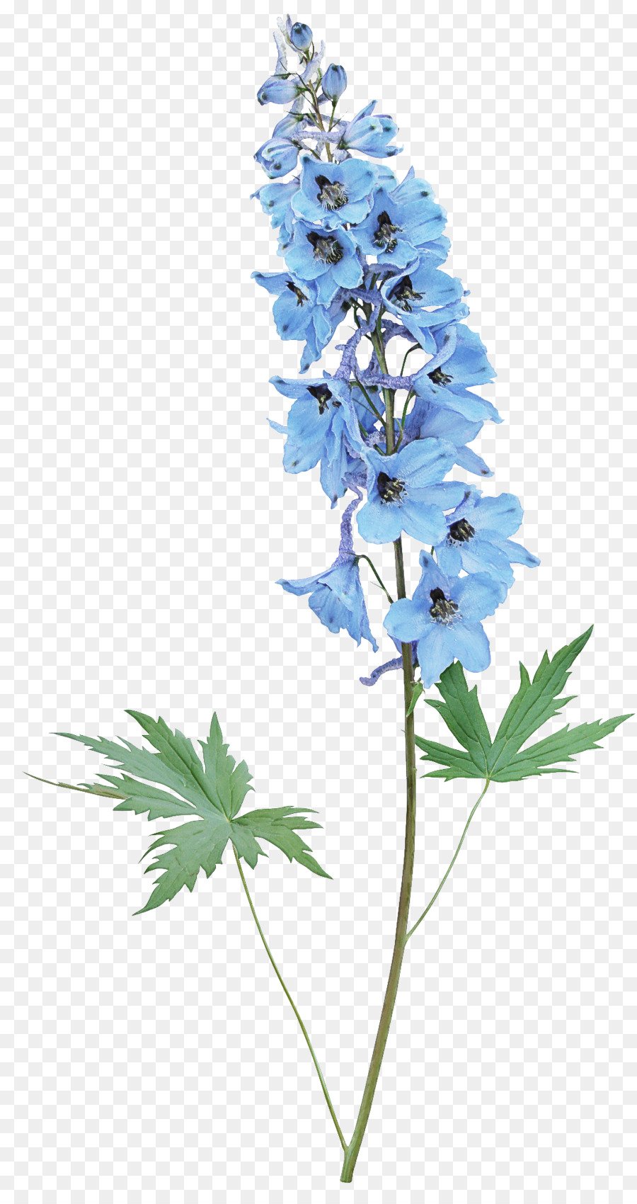 Полевой синий цветок дельфиниум