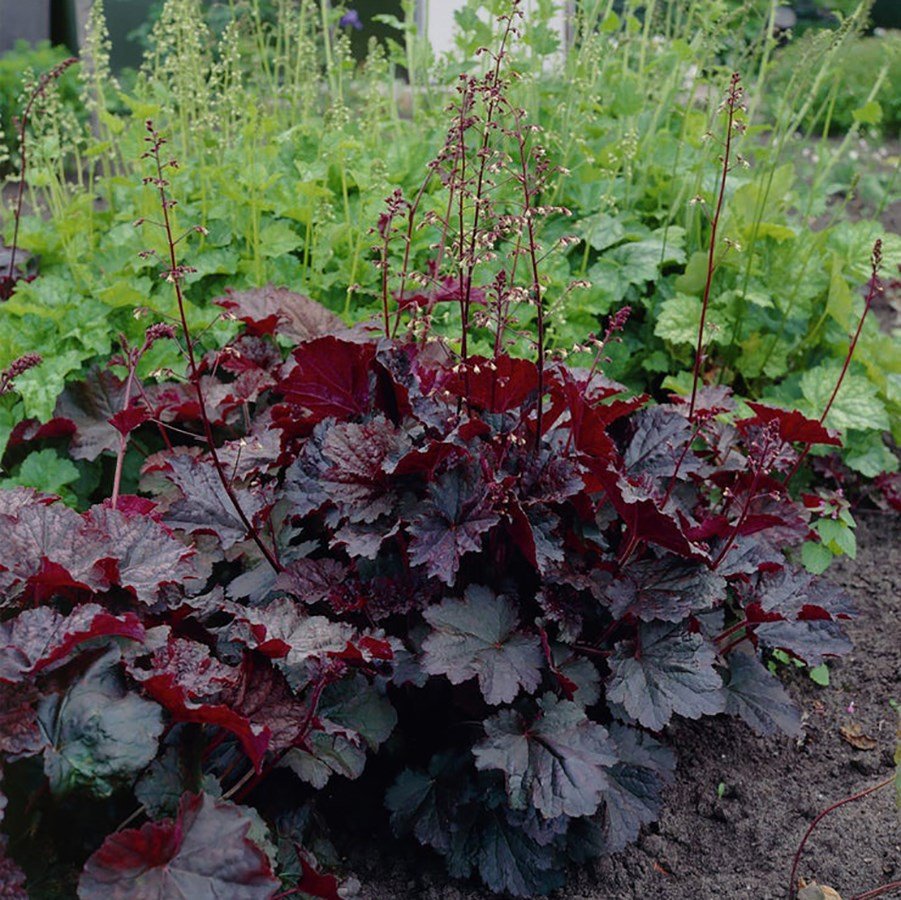 Гейхера Heuchera villosa