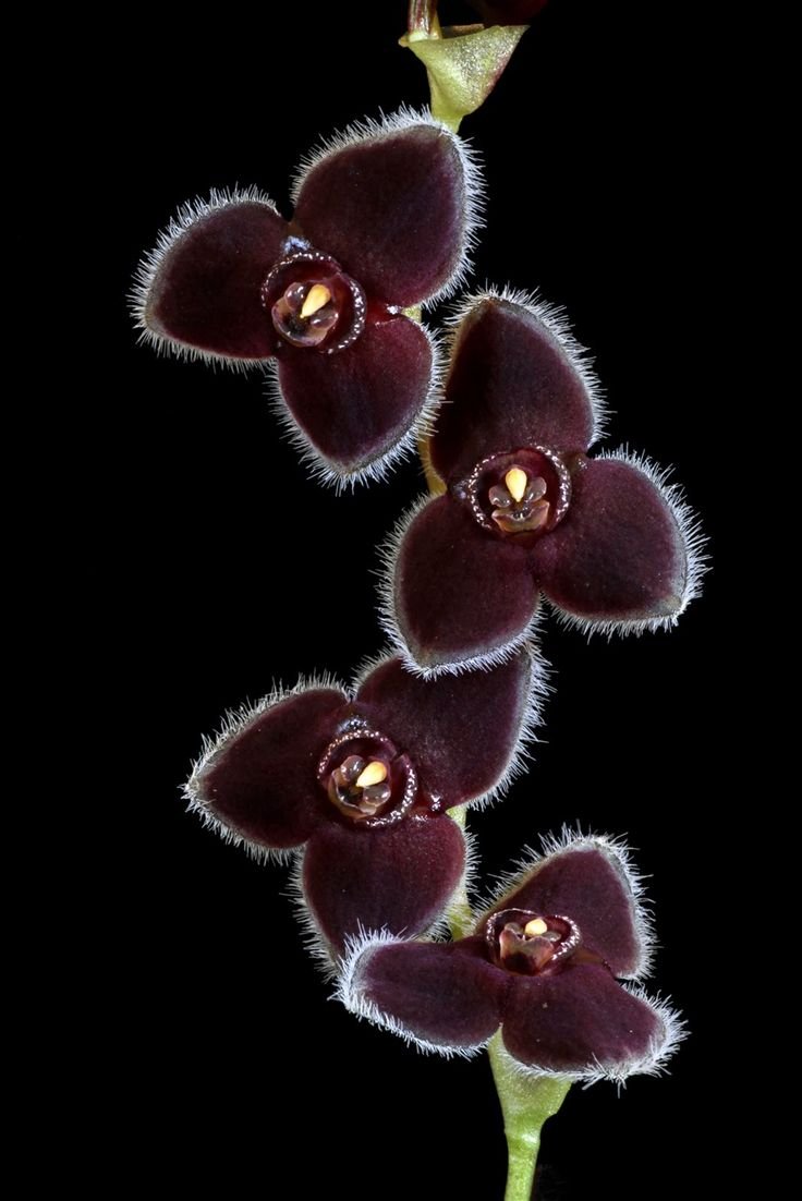Орхидея черного цвета