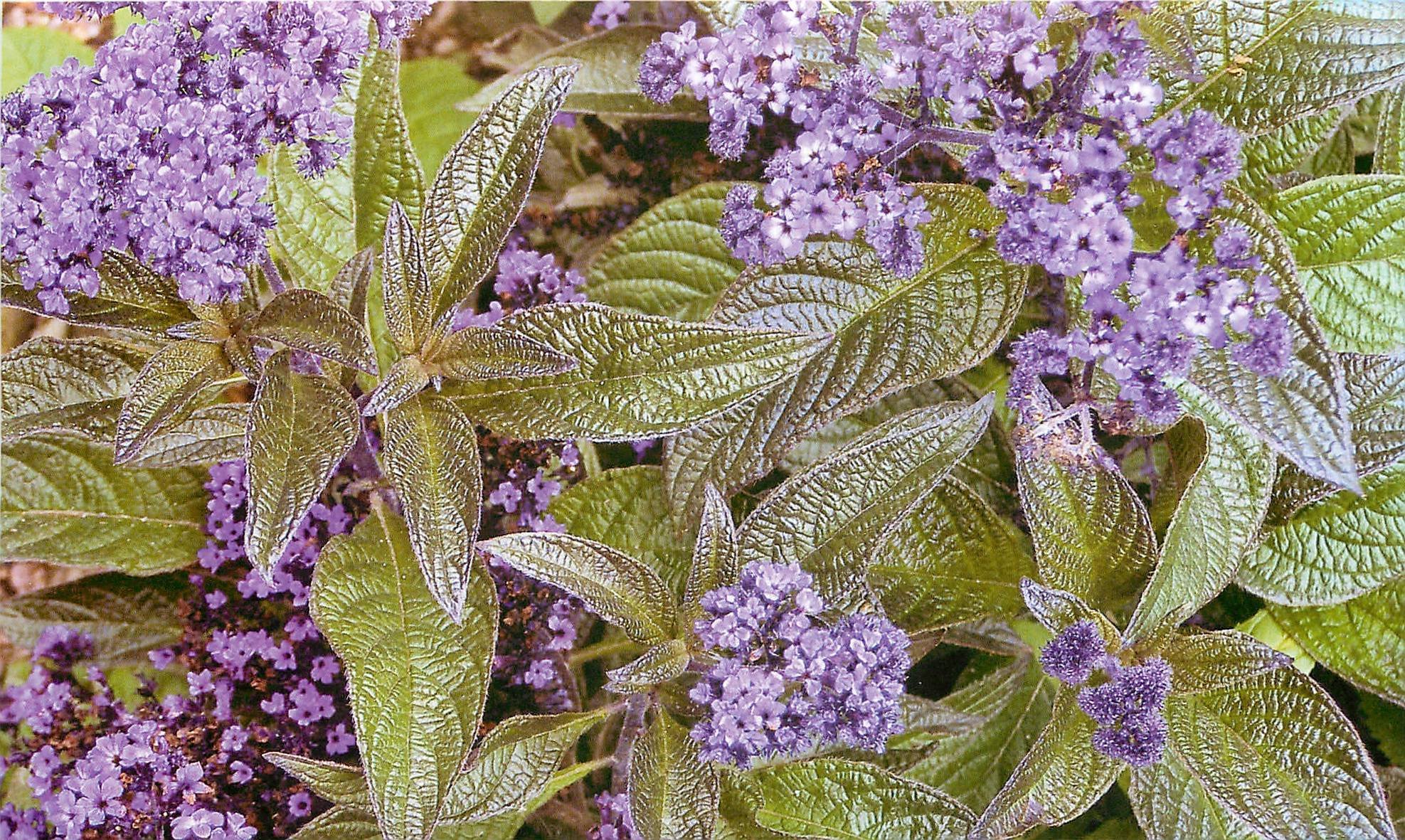 Heliotrope zjz. Гелиотроп цветок морской Бриз.