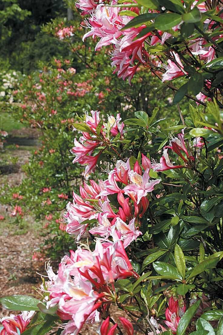 Rhododendron occidentale (Азалия, рододендрон)