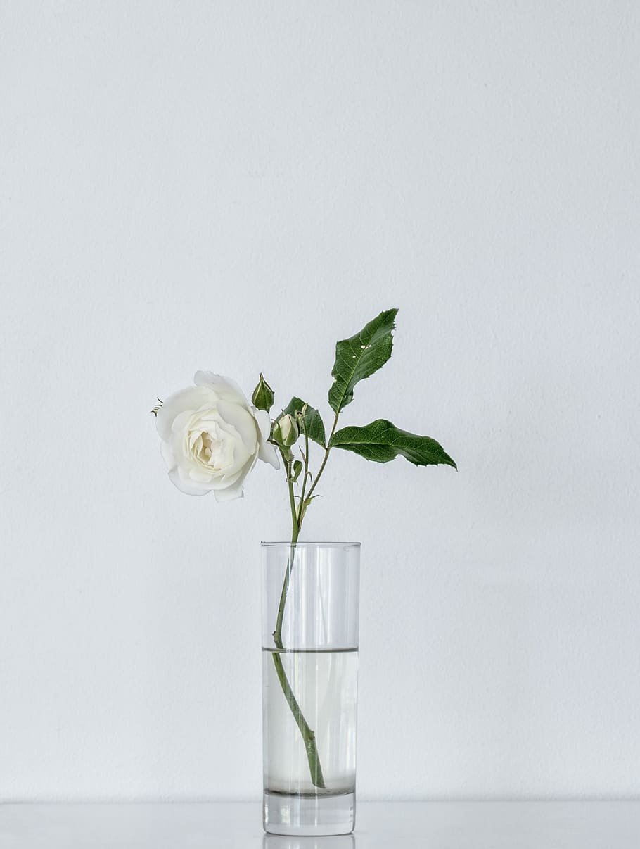 Один цветок в вазе