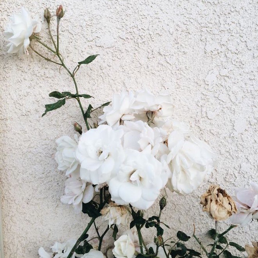 Белые цветы Эстетика