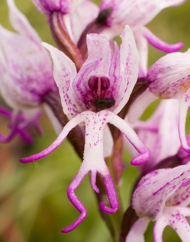 Ятрышник итальянский (Orchis Italica)