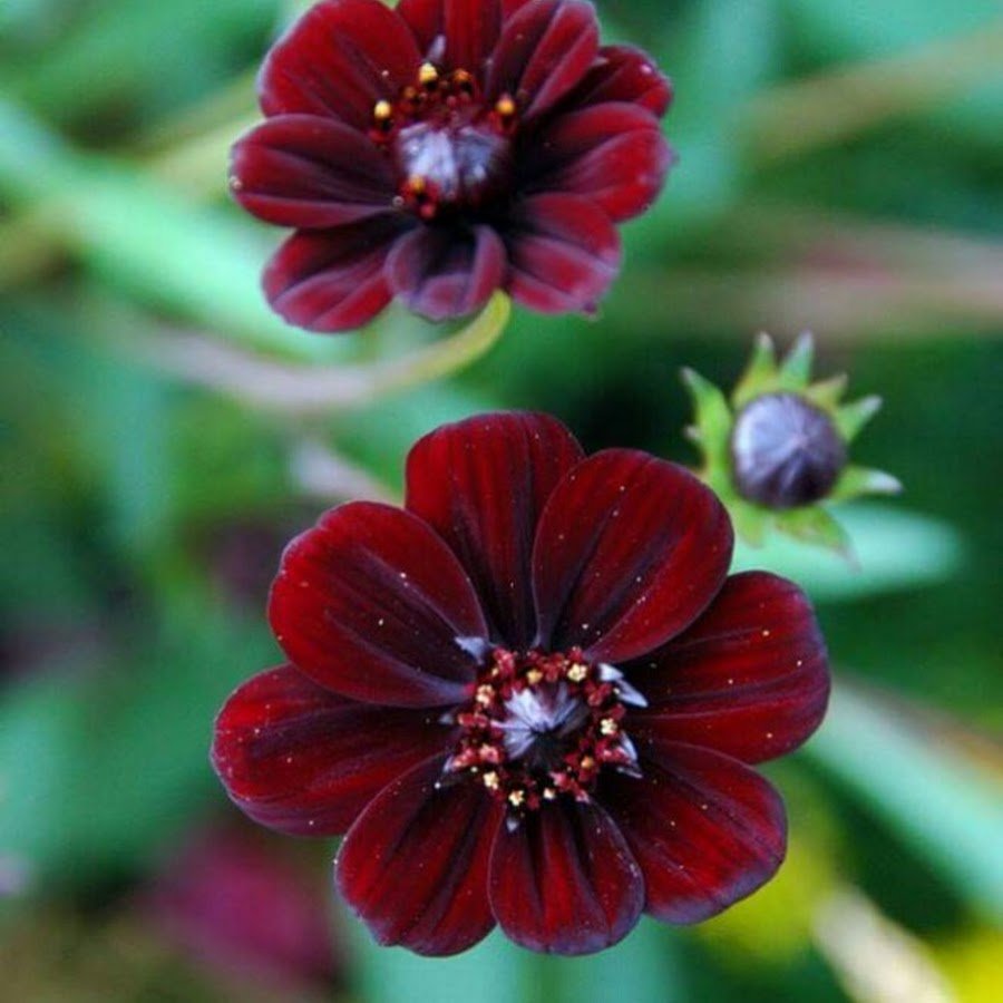 Cosmos atrosanguineus цветок