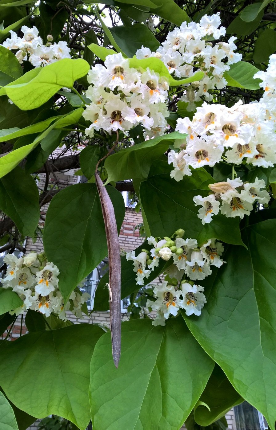 Катальпа бигнониевидная (Catalpa bignonioides)