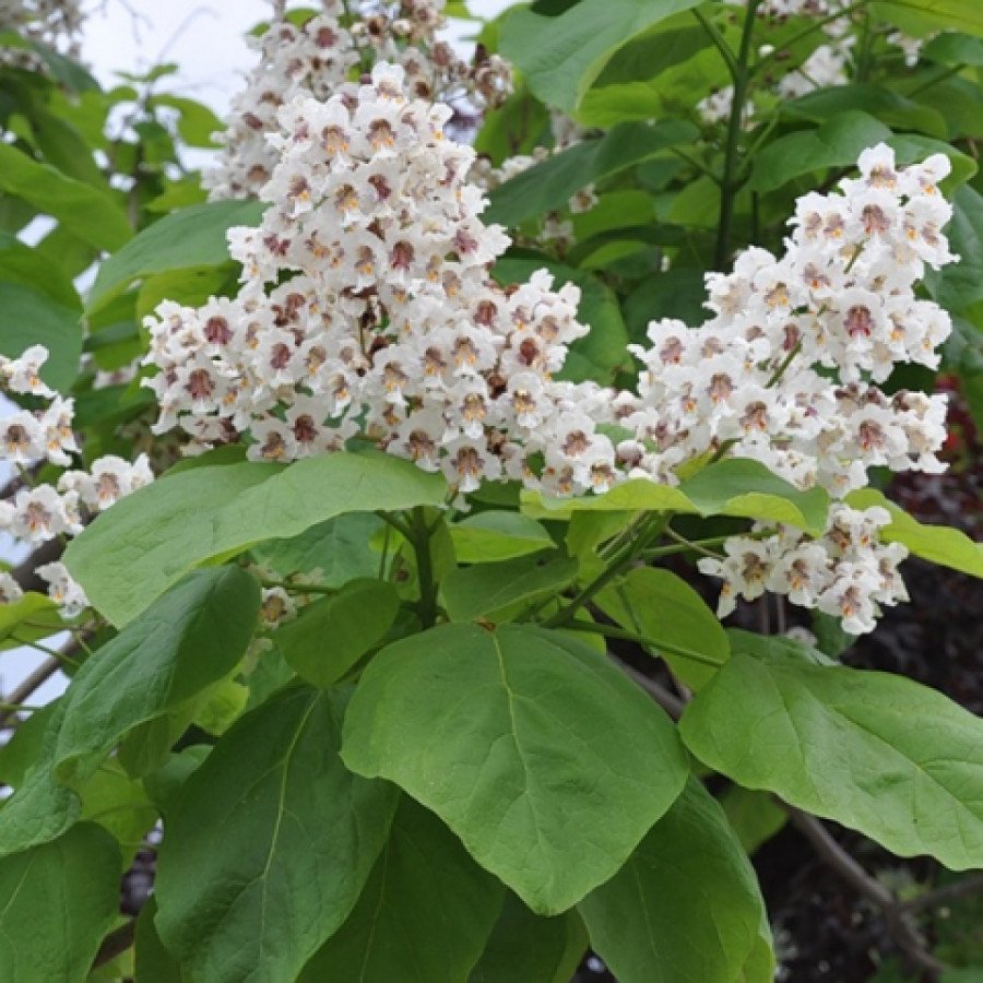 Катальпа бигнониевидная (Catalpa bignonioides)