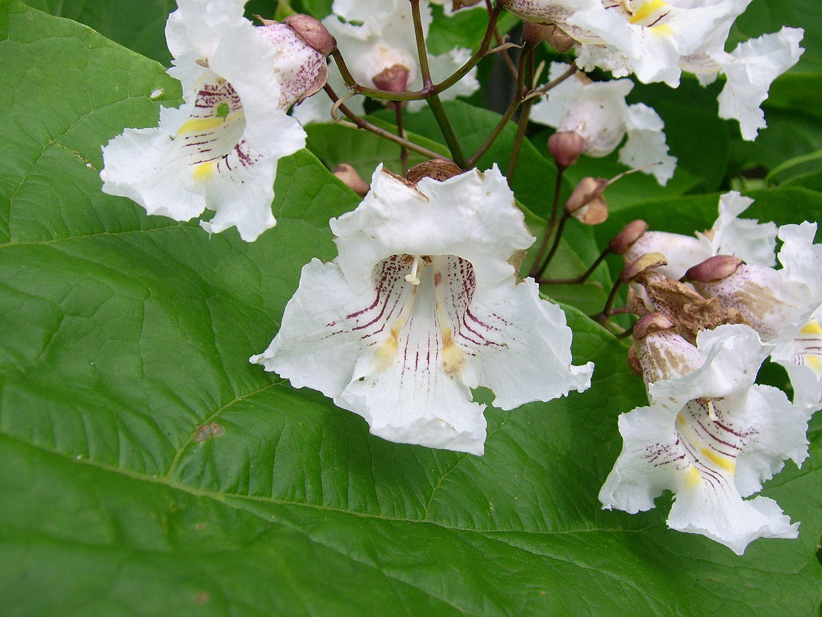 Как выглядит катальпа. Катальпа гибридная. Катальпа бигнониевидная (Catalpa bignonioides). Катальпа прекрасная (Catalpa speciosa). Катальпа бигнониевидная цветение.