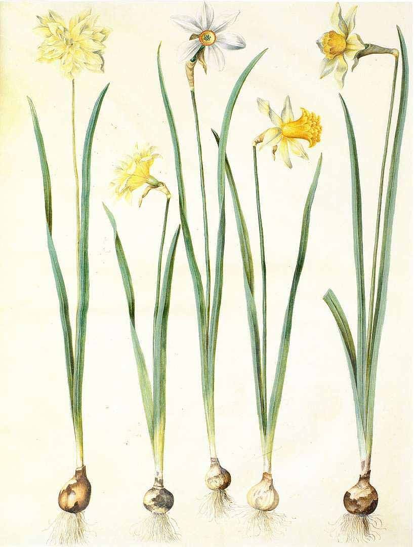 Луковичные растения Нарцисс