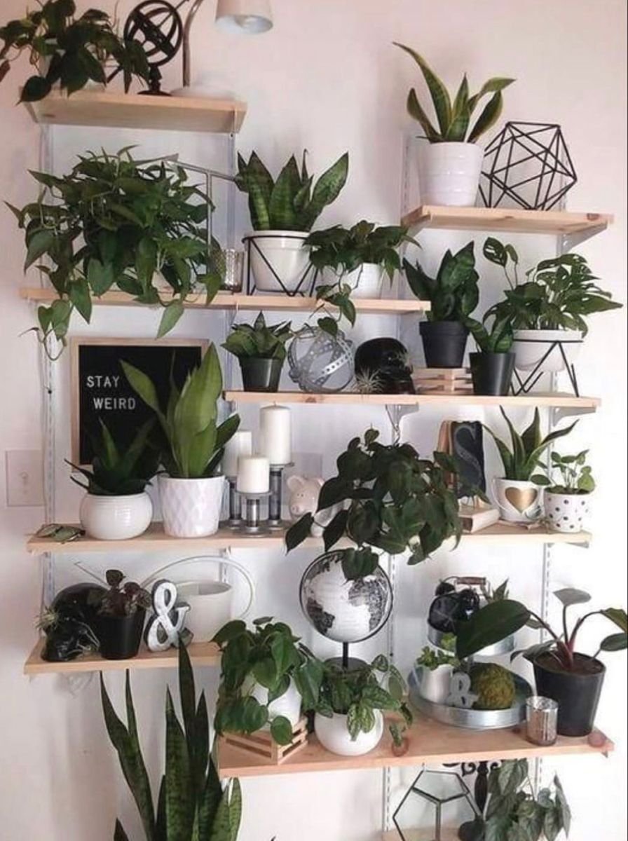 DIY для комнатных растений