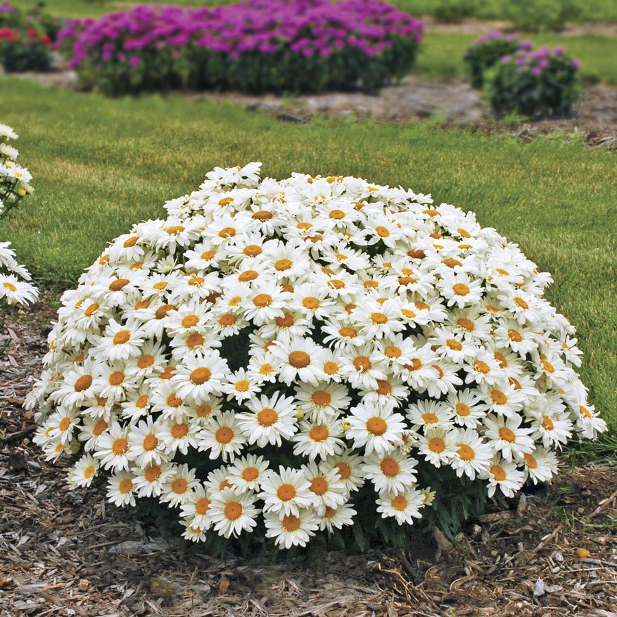 Цветок леукантемум