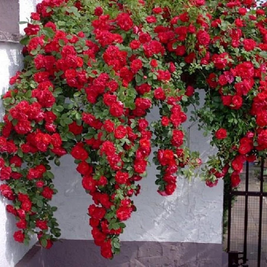 Розы плетистые «Сантана»