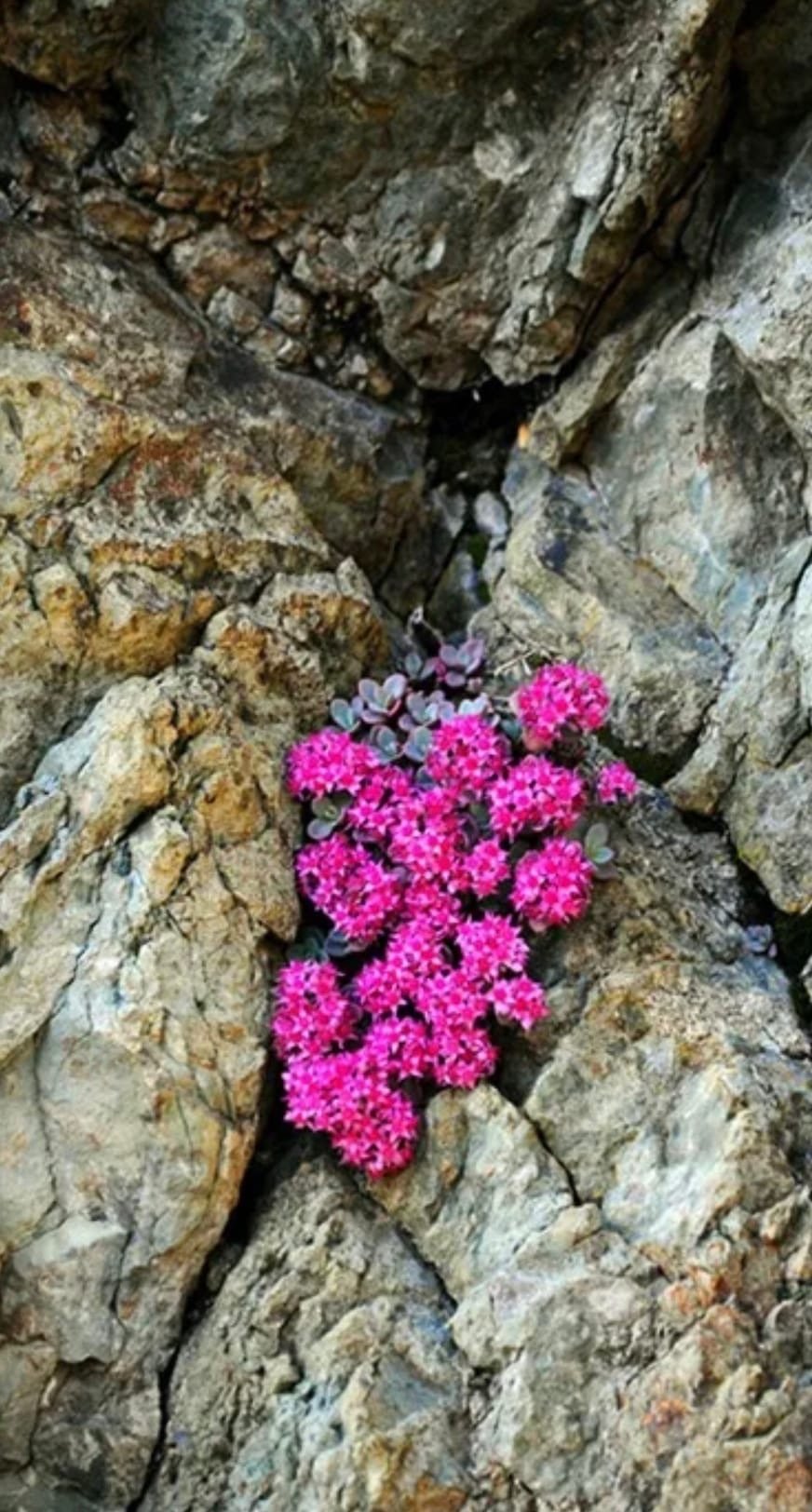 Растения растущие на скалах