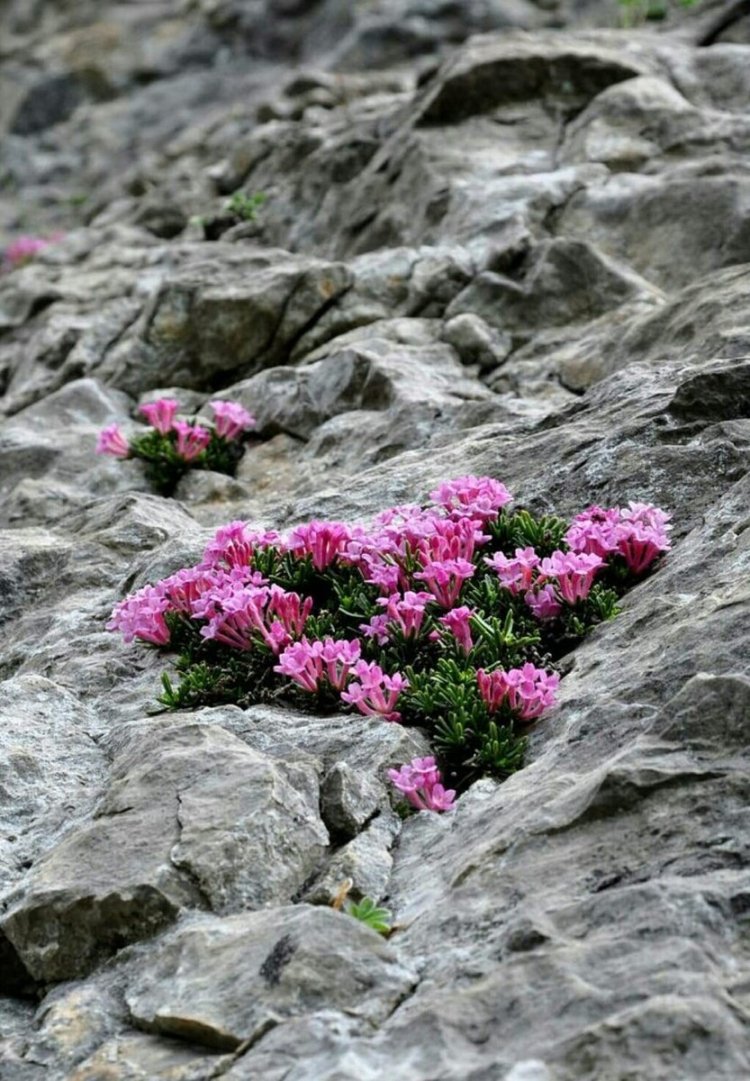Растения на скалах
