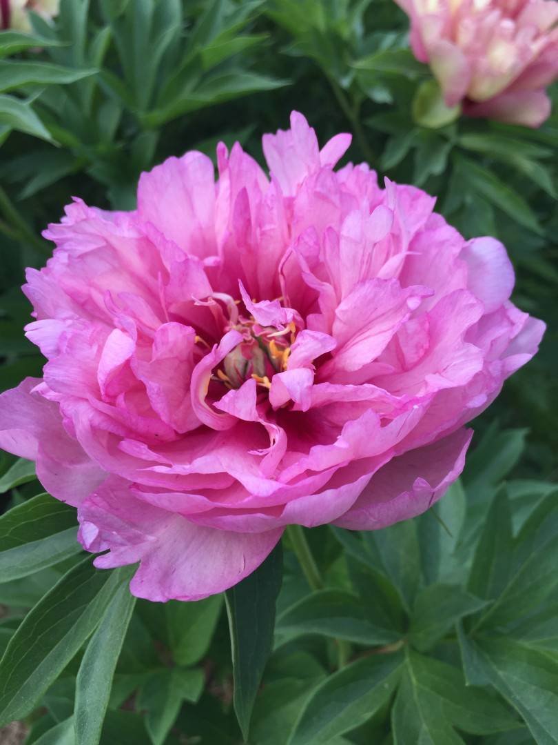 Paeonia (пион) ) first arrival (Itoh)
