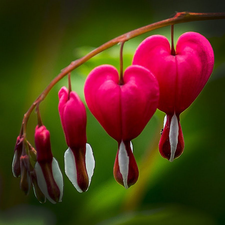 Кровоточащее сердце цветок