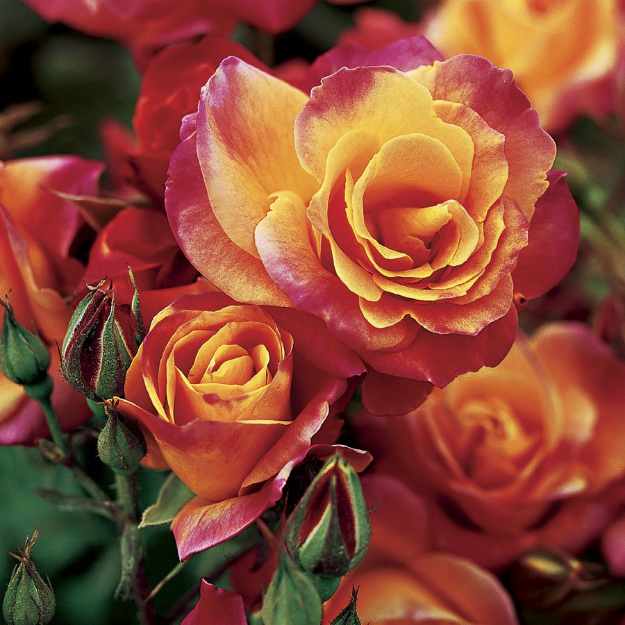 Роза плетистая оранжевой желтвя
