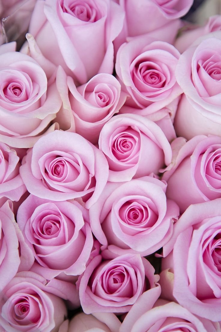 Цветочки розовые розы
