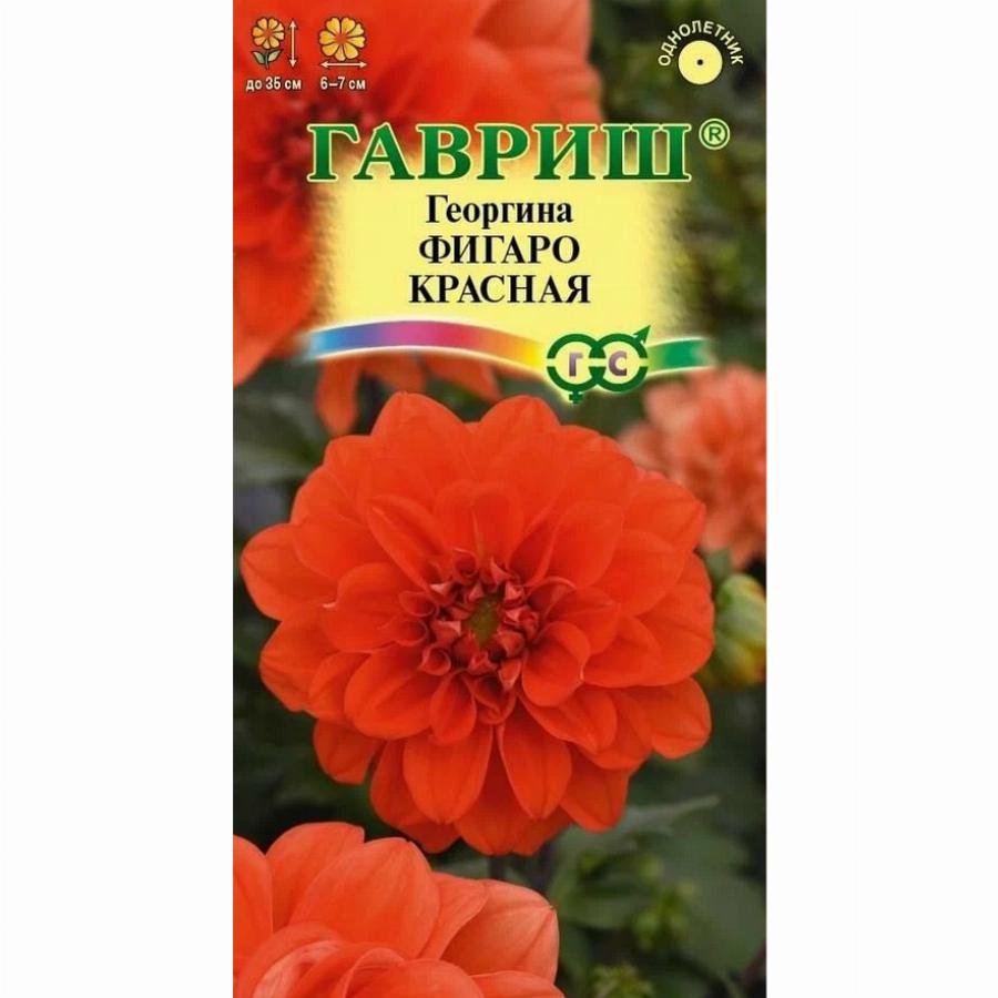 Георгина Фигаро красный (ЗС)