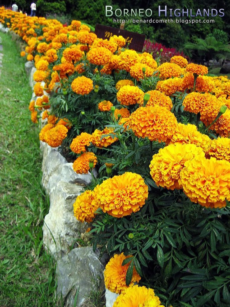 Цветы бархатцы Тагетес