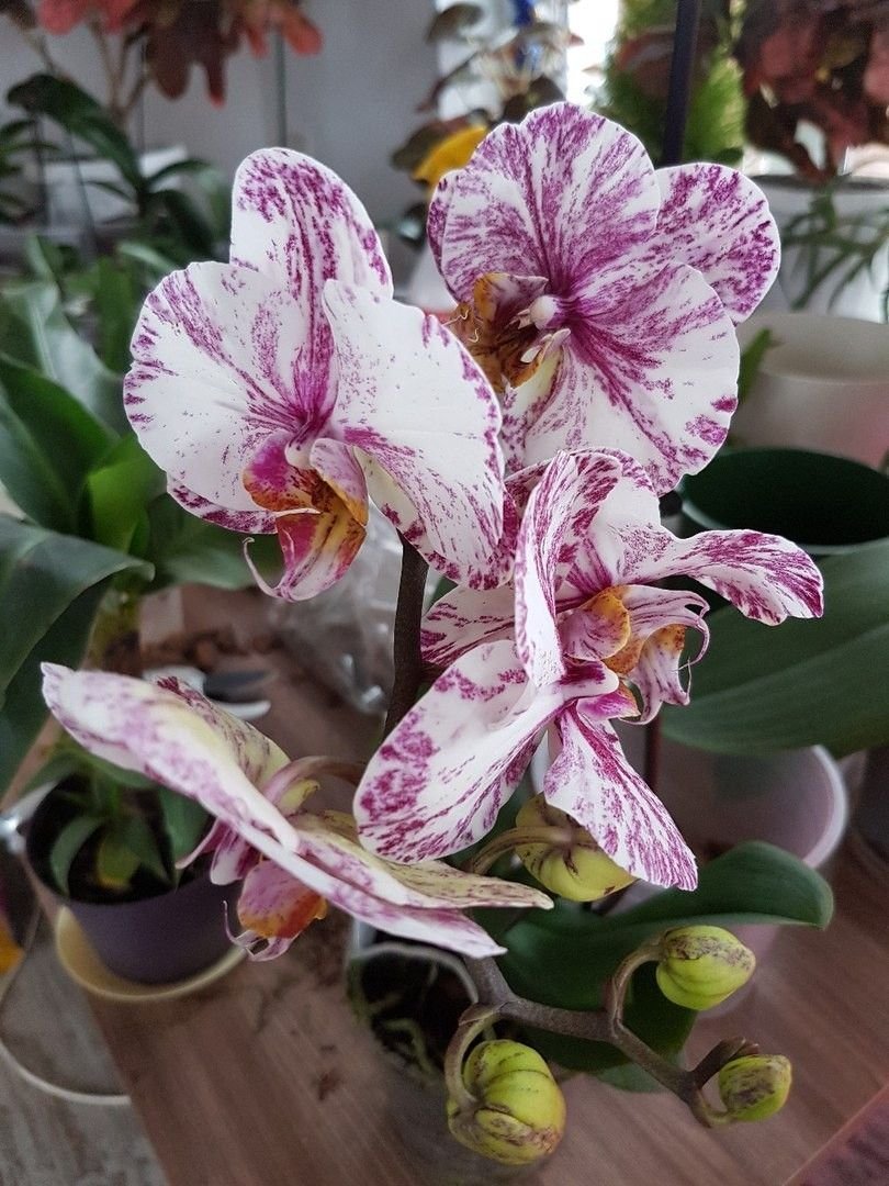 Орхидея Phalaenopsis Qwirkle