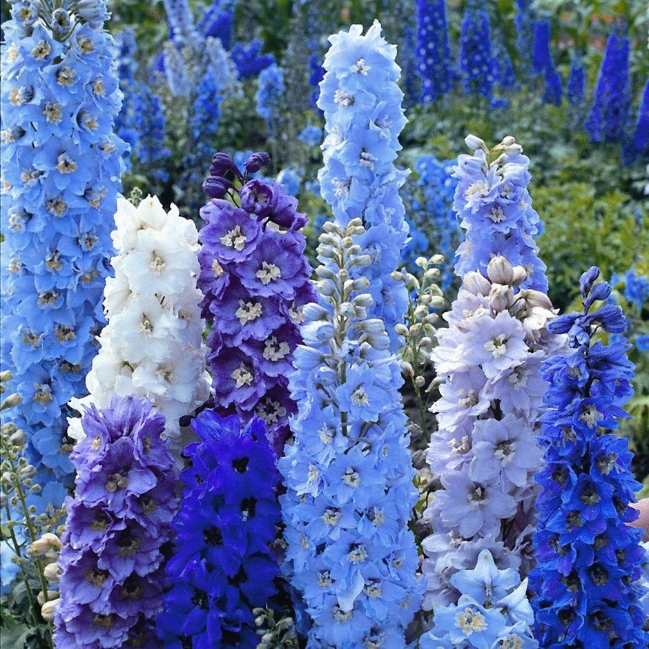 Многолетние цветы синего цвета