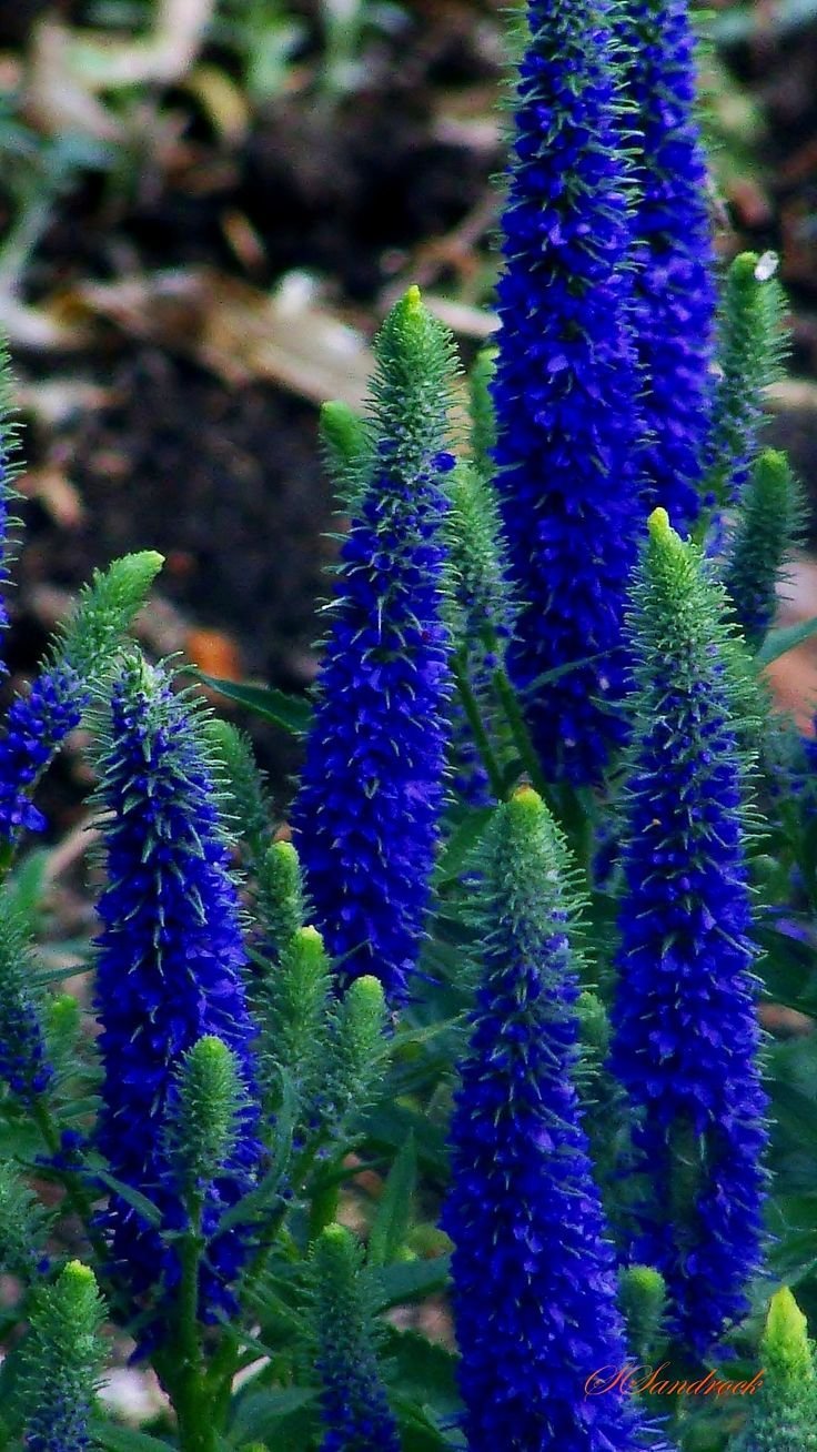 Вероника Blue Pflanzen