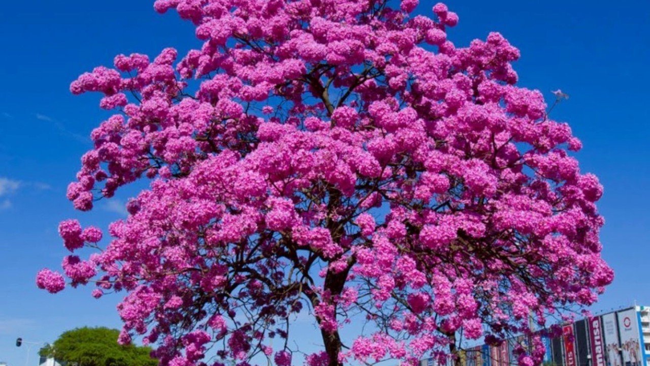 Что цветет розовым цветом деревья. Табебуйя дерево. Ипе Лапачо. Муравьиное дерево табебуйя. Золотистая табебуйя Парагвай.