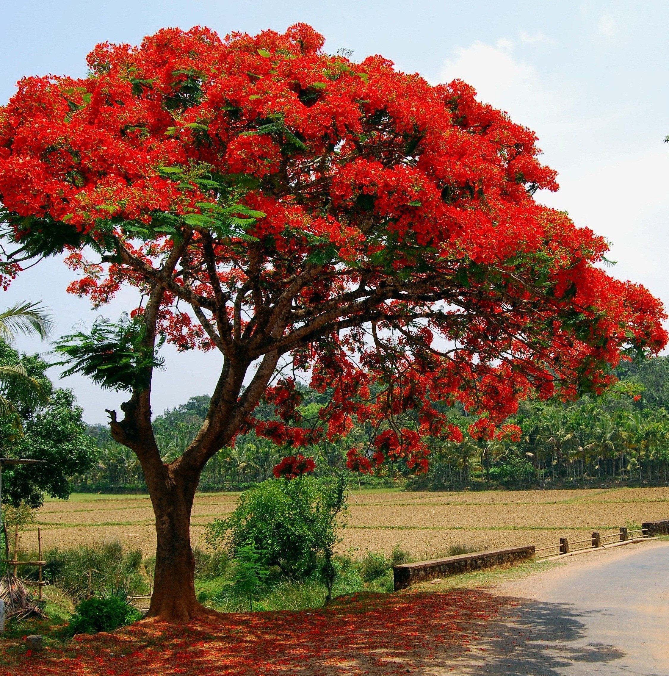 Деревья цветущие красным цветом. Дерево Делоникс Королевский. Делоникс(Фламбоян) Королевский. Цветущее дерево Делоникс Королевский. Огненное дерево Делоникс Королевский.