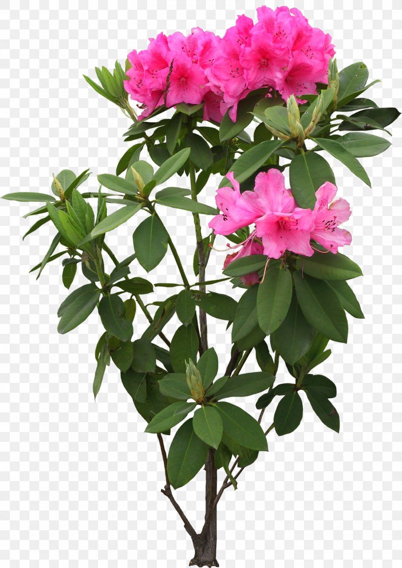 Rhododendron simsii цветок
