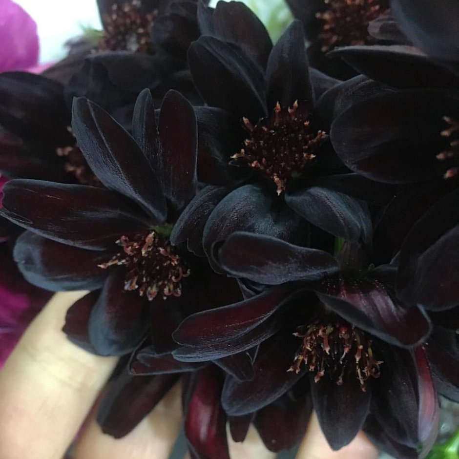 Букет черных лилий
