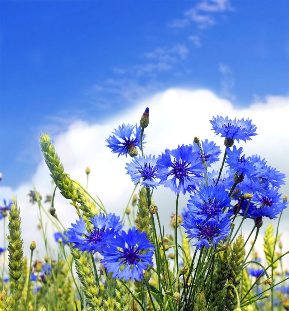 Синие полевые луговые цветы