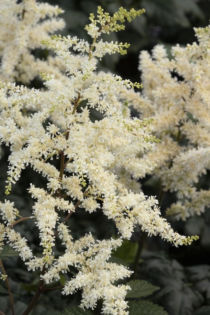 Астильба chinensis Vision in White