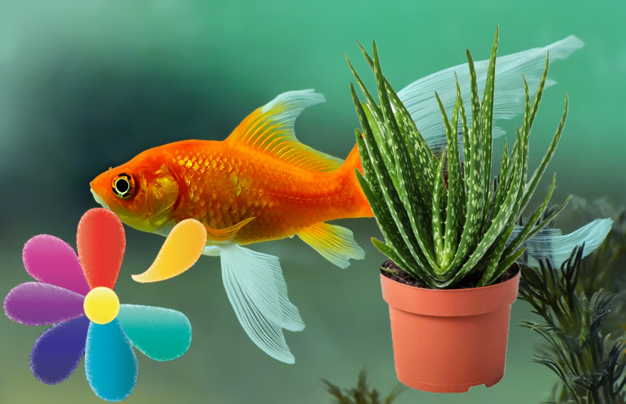 Фото цветов золотая рыбка. Цветок рыбка. Цветок Золотая рыбка. Комнатный цветок Золотая рыбка. Рыбка исполняющая желания.