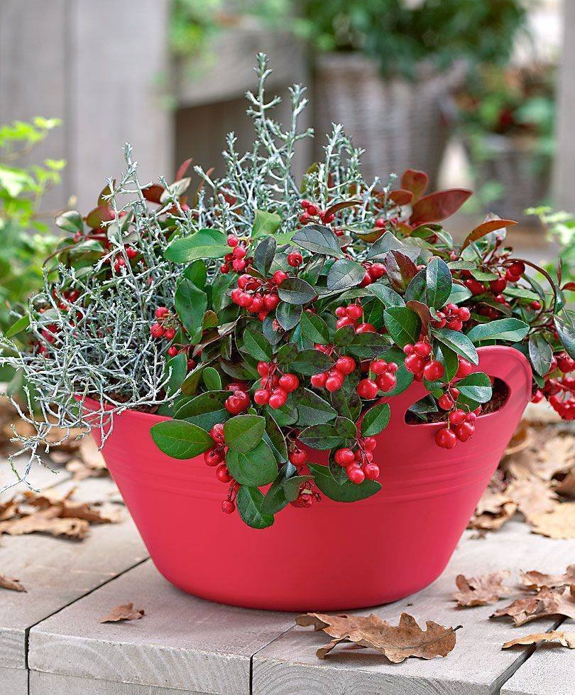 Gaultheria procumbens Гаультерия