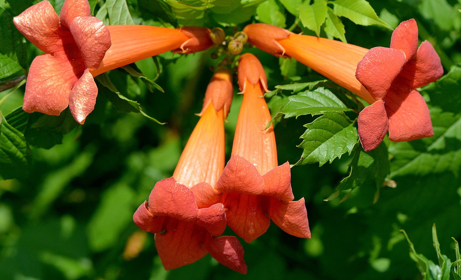 Campsis radicans (кампсис)