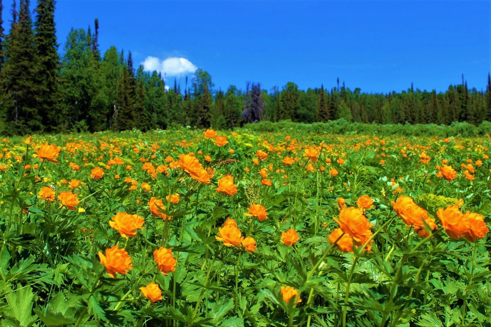 Купальница — огоньки — жарки