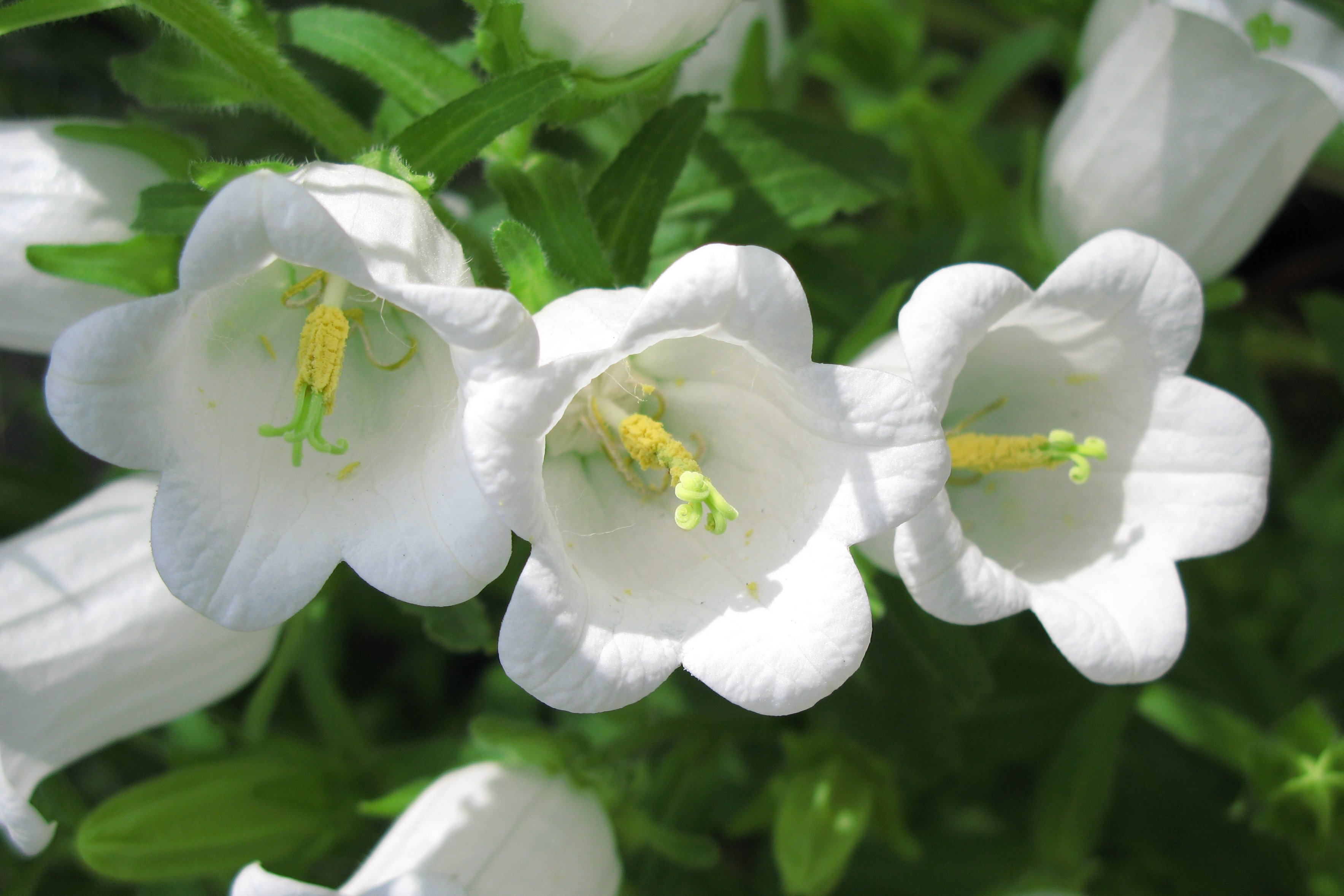 Колокольчик средний – Campanula Medium