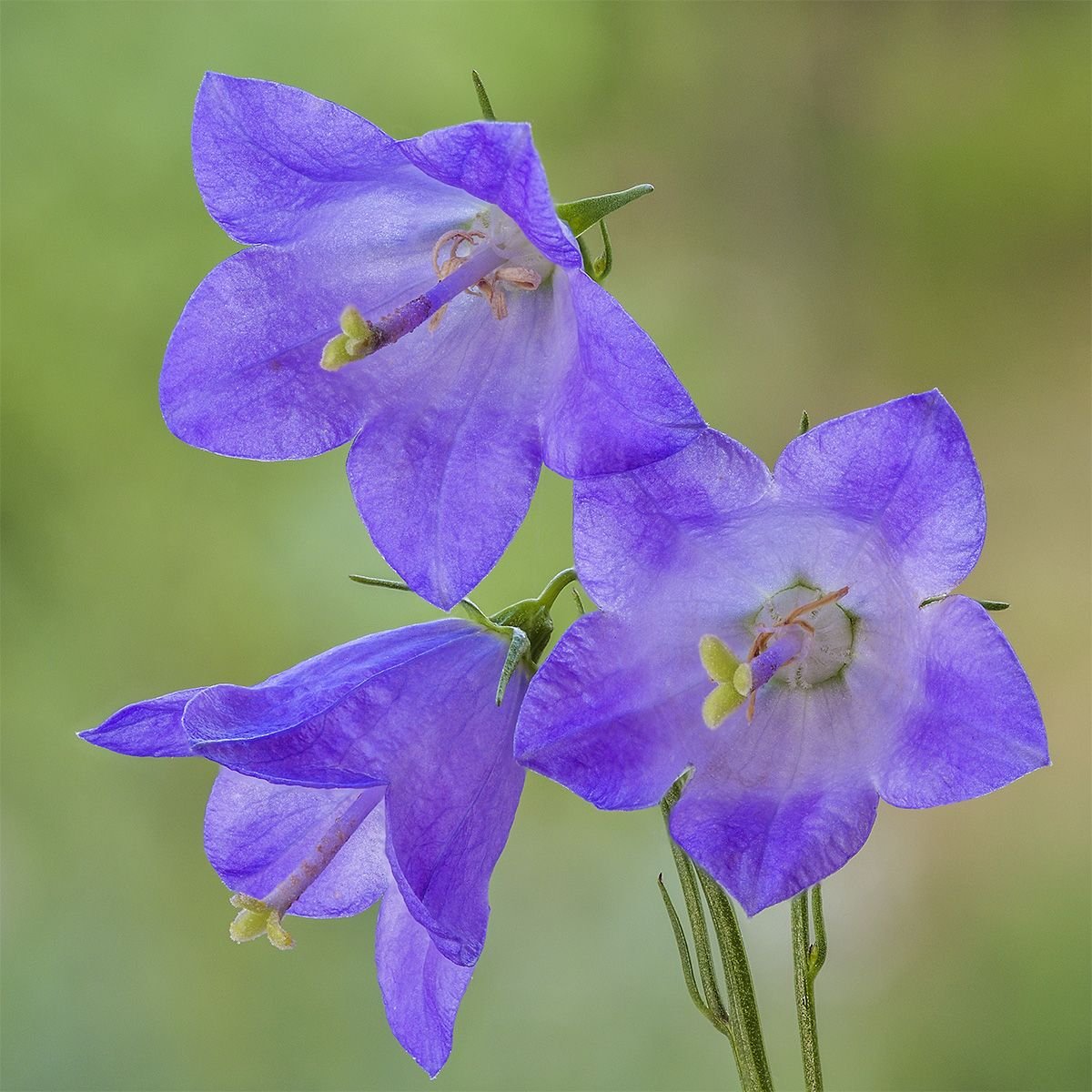 Колокольчик Безенгийский Campanula bessenginica