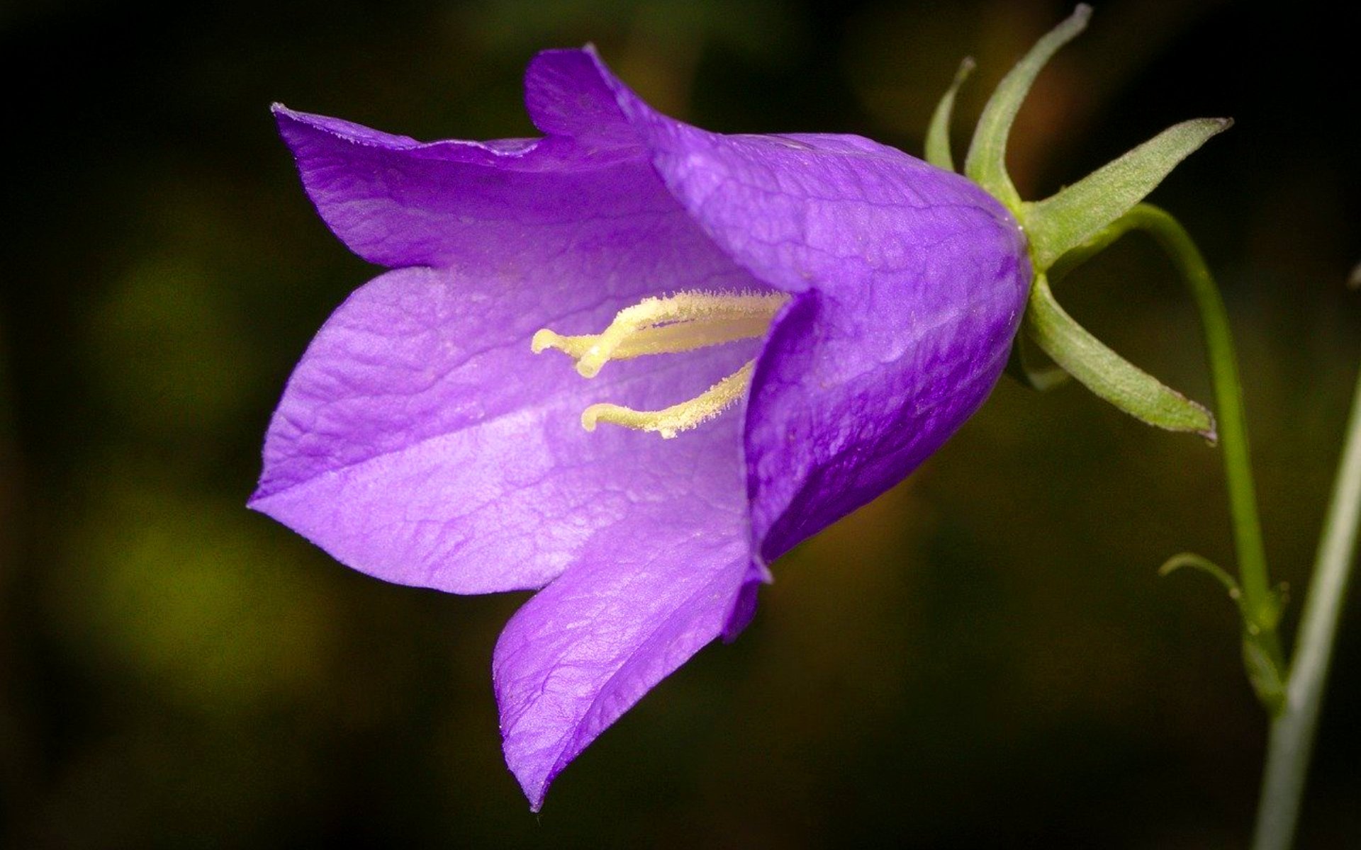 Колокольчик Кампанула Lilac