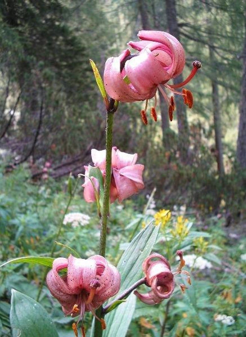 Martagon Lily, common Turk's cap Lily