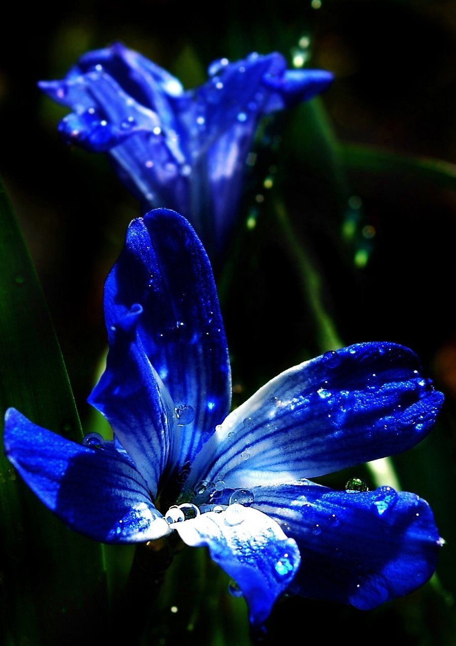 Голубые лилии Геншин