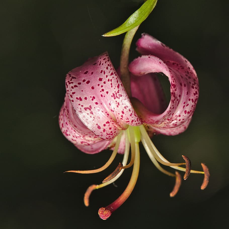 Шапочка цветок Лилия