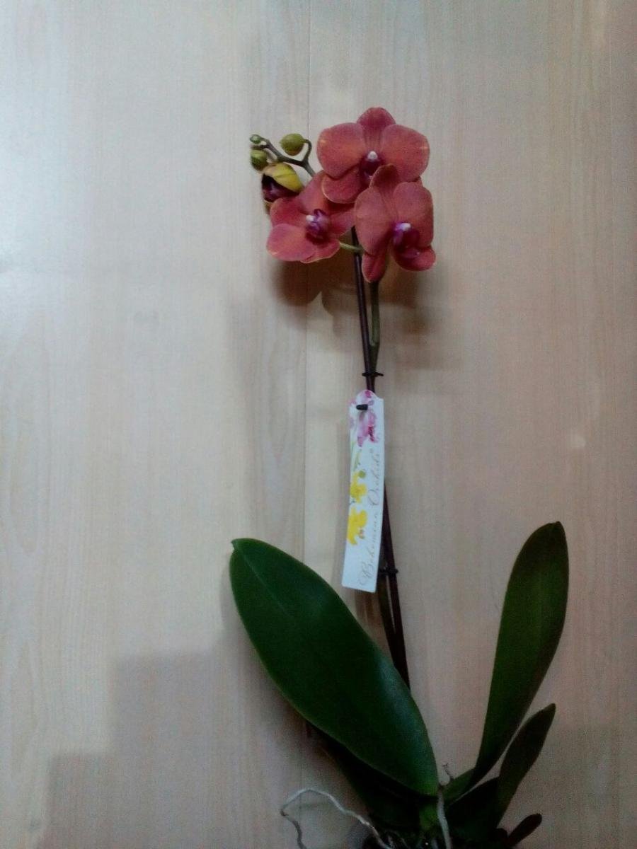 Саммер сонг орхидея